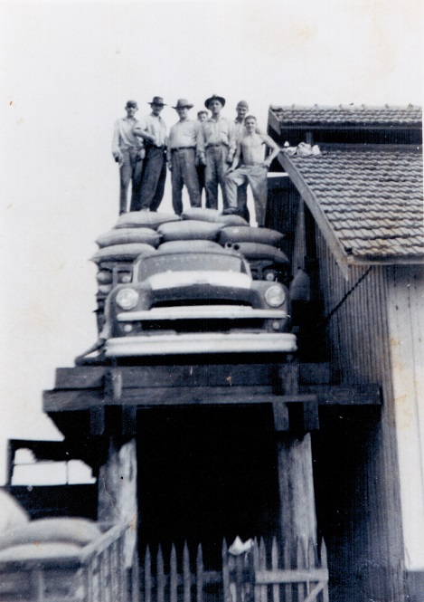 15 Cafeeira Em Plena Safra